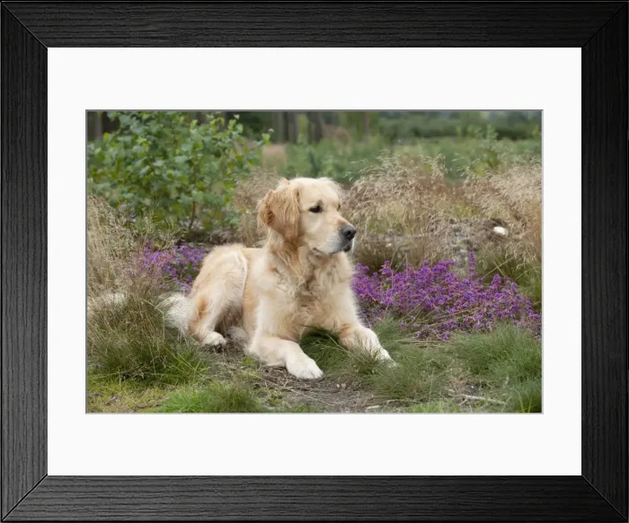 Framed Print : DOG - Golden retriever Framed Print : DOG - Golden retriever