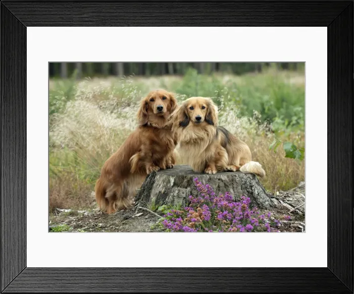 Framed Print : DOG - Miniature long haired dachshunds on a tree stump