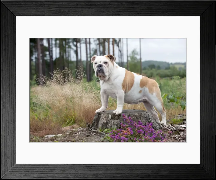 Framed Print : DOG - Bulldog on tree stump Framed Print : DOG - Bulldog on tree stump