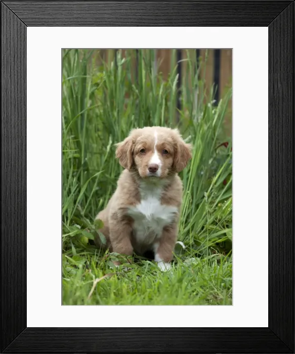 Framed Print : DOG - Nova scotia duck tolling retriever puppy in the garden (8 weeks) Framed Print : DOG - Nova scotia duck tolling retriever puppy in the garden (8 weeks)