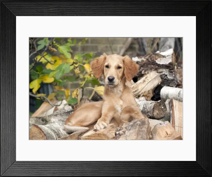 Framed Print : DOG - Golden retriever puppy sitting on a pile of logs (13 weeks) Framed Print : DOG - Golden retriever puppy sitting on a pile of logs (13 weeks)