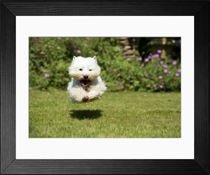 Framed Print : DOG - West highland white terrier running in garden Framed Print : DOG - West highland white terrier running in garden