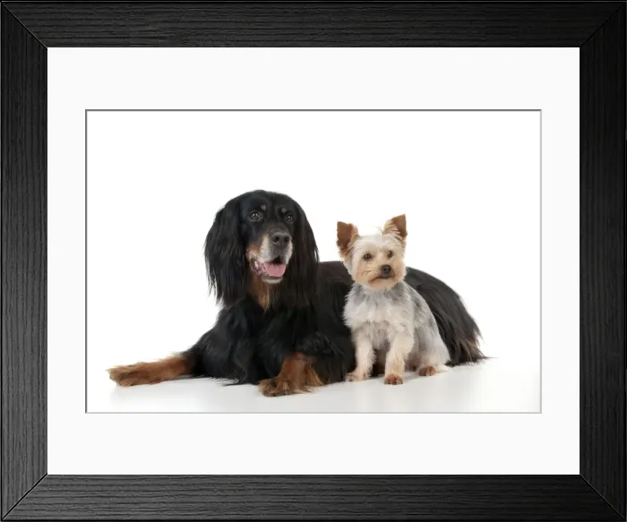Framed Print : DOG - Gordon setter sitting with yorkshire terrier Framed Print : DOG - Gordon setter sitting with yorkshire terrier