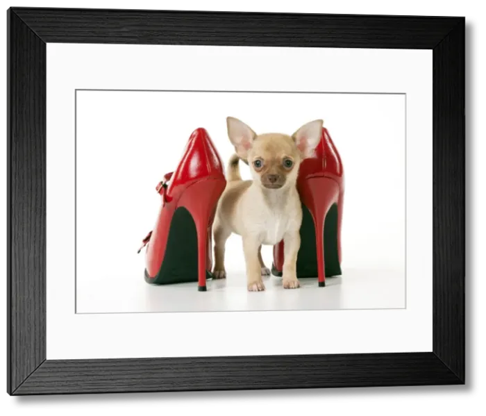 Framed Print : DOG - Chihuahua standing with red shoes Framed Print : DOG - Chihuahua standing with red shoes