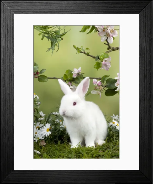 Framed Print : RABBIT - Mini Ivory Satin Rabbit - sitting in flowers under blossom Framed Print : RABBIT - Mini Ivory Satin Rabbit - sitting in flowers under blossom