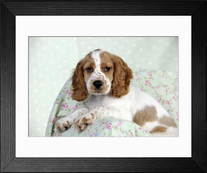 Framed Print : DOG - Cocker spaniel sitting on chair Framed Print : DOG - Cocker spaniel sitting on chair