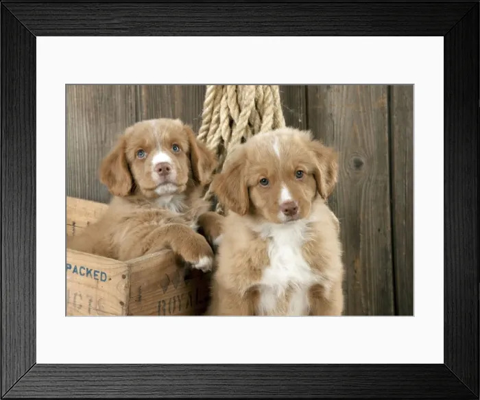 Framed Print : DOG - Nova scotia duck tolling retriever puppy sitting next to puppy sitting in box (8 weeks) Framed Print : DOG - Nova scotia duck tolling retriever puppy sitting next to puppy sitting in box (8 weeks)