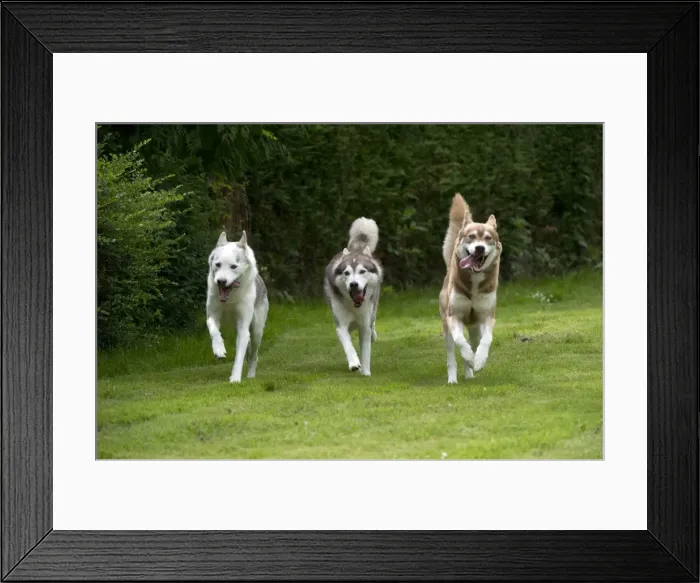 Framed Print : DOG - Siberian Huskys - running through garden Framed Print : DOG - Siberian Huskys - running through garden