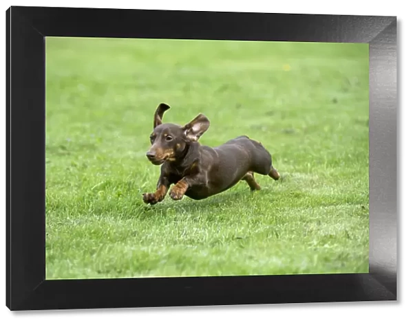 DOG - Miniature short haired dachshund running through garden