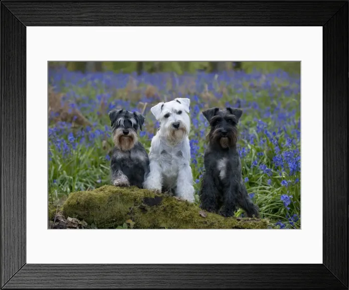 Framed Print : DOG - Miniature Schnauzers - in bluebells Framed Print : DOG - Miniature Schnauzers - in bluebells