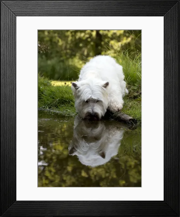 Framed Print : DOG - West highland white terrier standing in pond Framed Print : DOG - West highland white terrier standing in pond