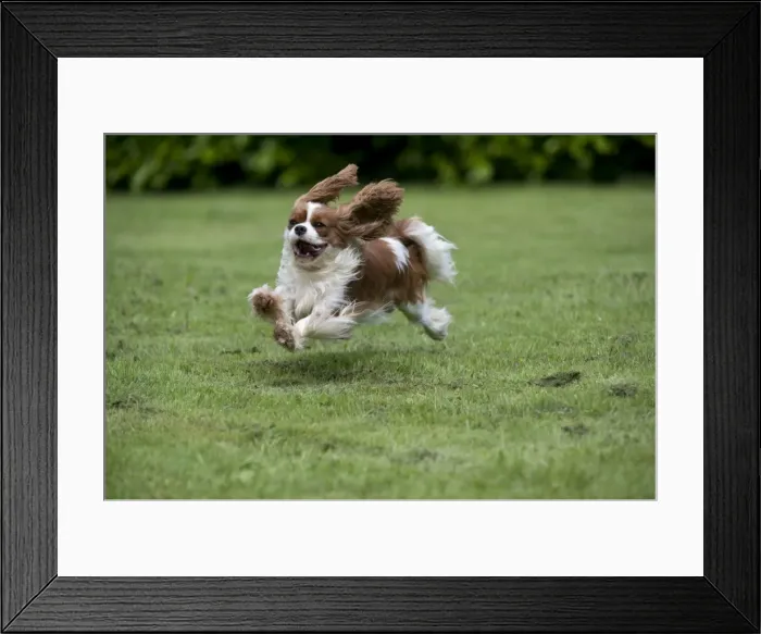 Framed Print : DOG - Cavalier King Charles running in garden Framed Print : DOG - Cavalier King Charles running in garden