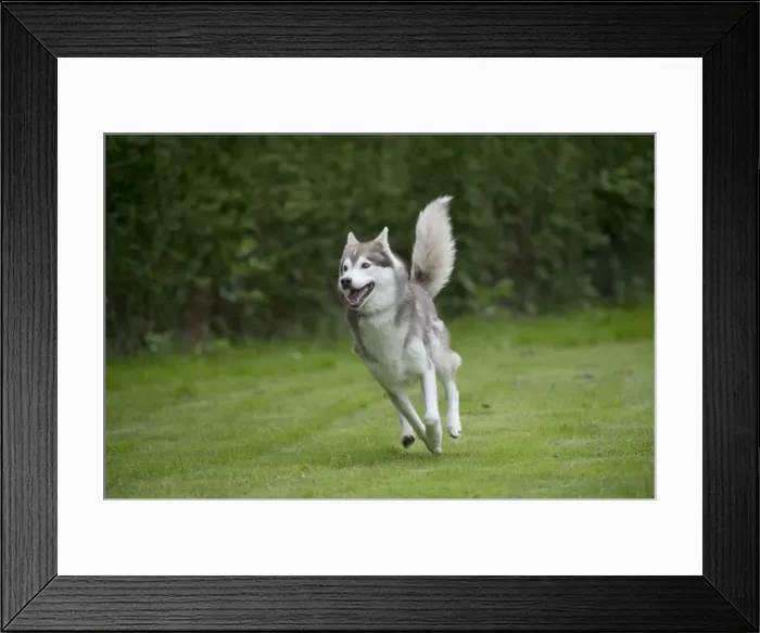 Framed Print : DOG - Siberian Husky - running through garden Framed Print : DOG - Siberian Husky - running through garden
