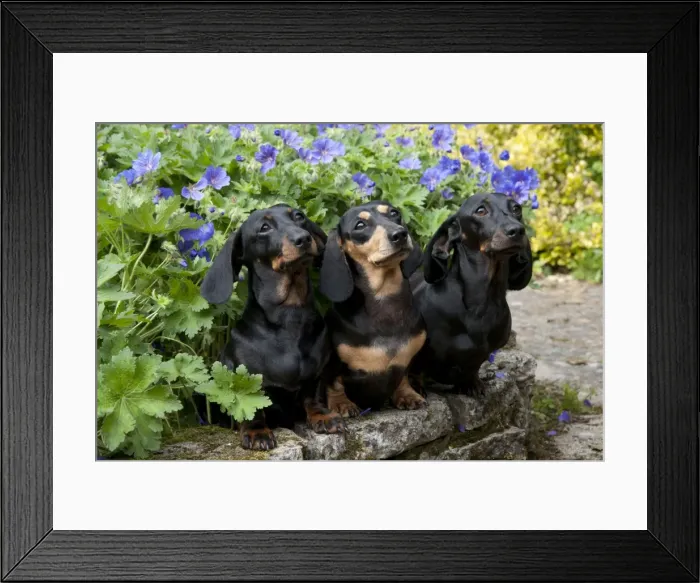 Framed Print : DOG - Miniature short haired dachshunds sitting in garden Framed Print : DOG - Miniature short haired dachshunds sitting in garden