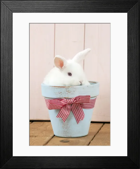 Framed Print : RABBIT - Mini Ivory Satin Rabbit - sitting in flower pot Framed Print : RABBIT - Mini Ivory Satin Rabbit - sitting in flower pot