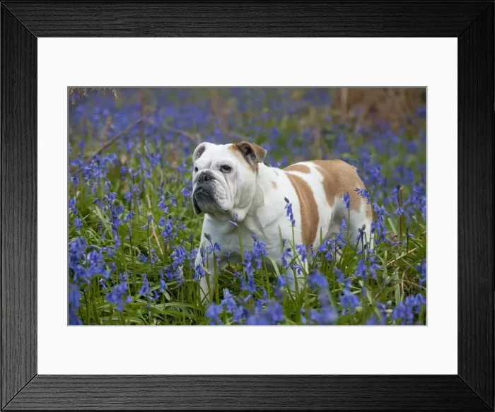 Framed Print : DOG - Bulldog - standing in bluebells Framed Print : DOG - Bulldog - standing in bluebells