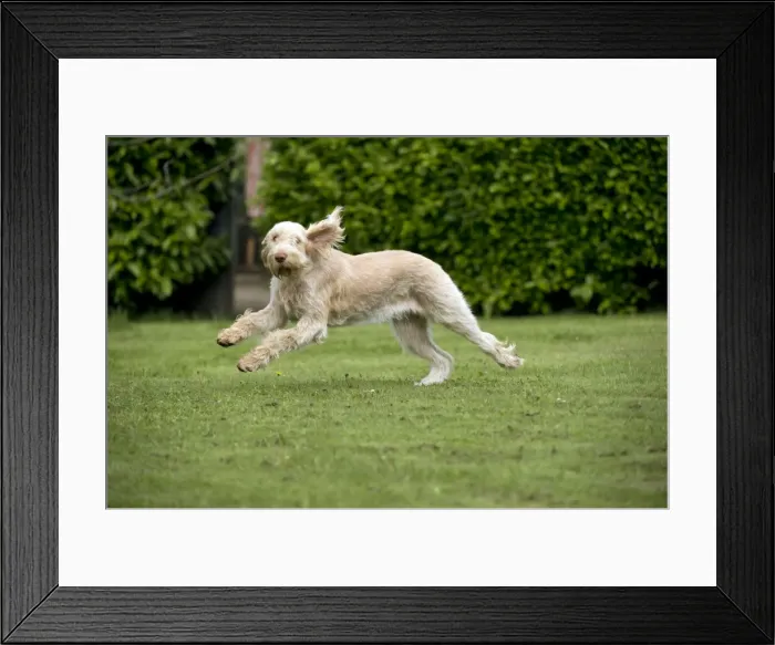 Framed Print : DOG - Spinone - running through garden Framed Print : DOG - Spinone - running through garden