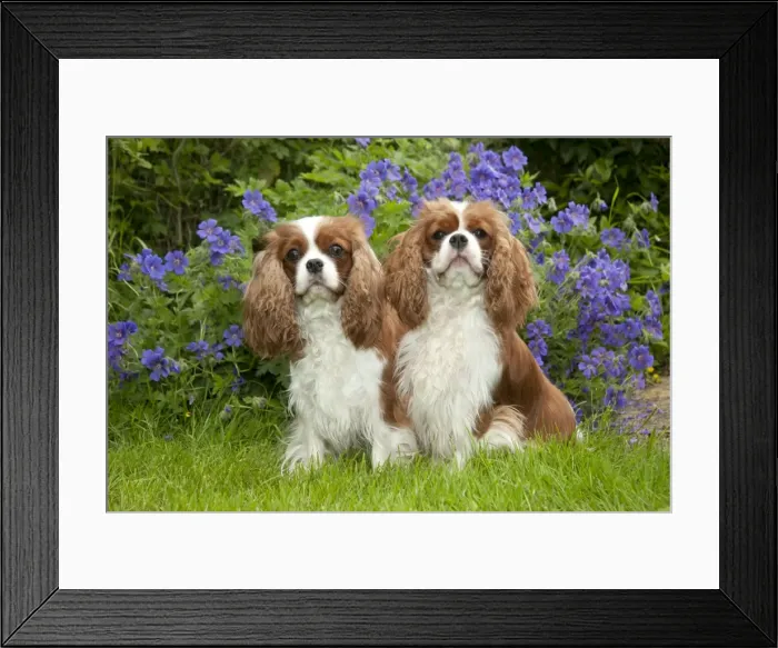 Framed Print : DOG - Cavalier king charles sitting together in garden Framed Print : DOG - Cavalier king charles sitting together in garden