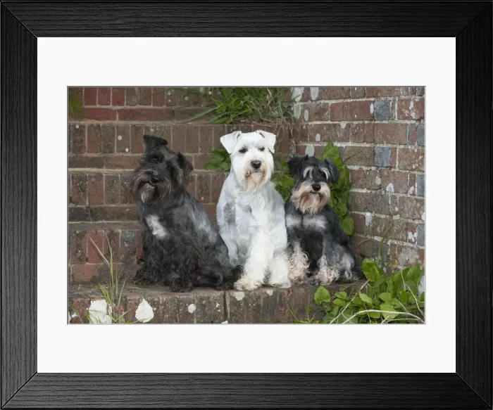 Framed Print : DOG - Miniature Schnauzers - sitting on steps