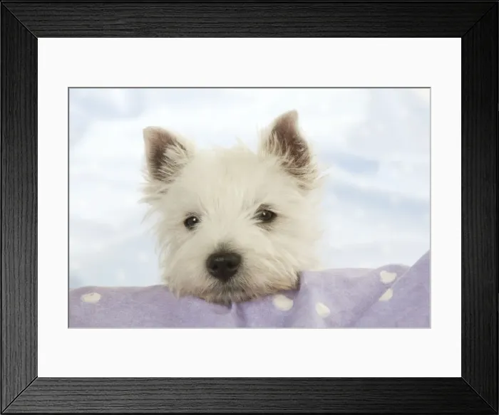 Framed Print : DOG - West Highland White Terrier - looking over edge Framed Print : DOG - West Highland White Terrier - looking over edge