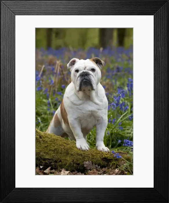 Framed Print : DOG - Bulldog - standing in bluebells Framed Print : DOG - Bulldog - standing in bluebells