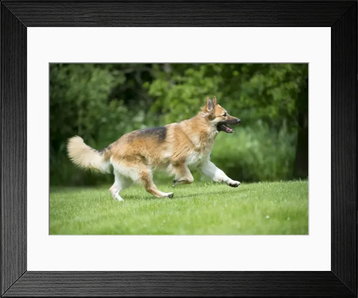 Framed Print : DOG - German shepherd dog - running through garden Framed Print : DOG - German shepherd dog - running through garden