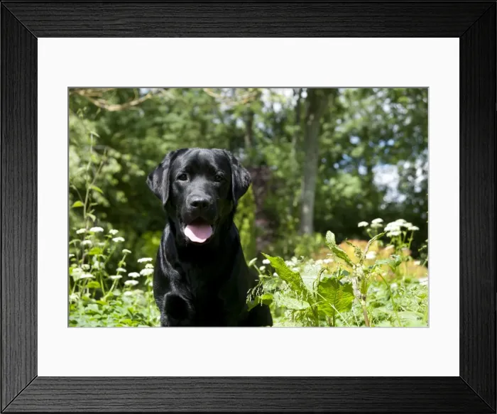 Framed Print : DOG - Black labrador in garden Framed Print : DOG - Black labrador in garden
