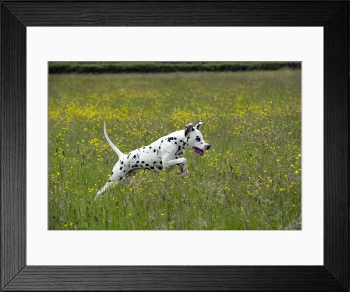 Framed Print : DOG - Dalmatian running through buttercup field Framed Print : DOG - Dalmatian running through buttercup field