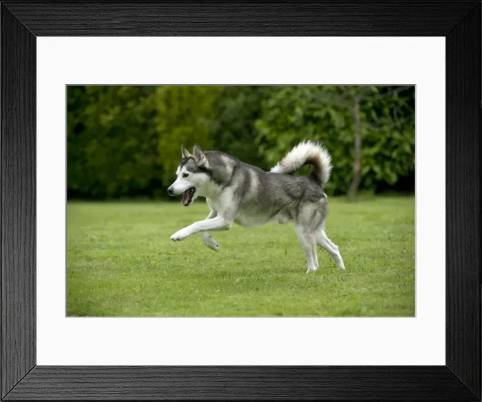 Framed Print : DOG - Siberian Husky - running through garden Framed Print : DOG - Siberian Husky - running through garden