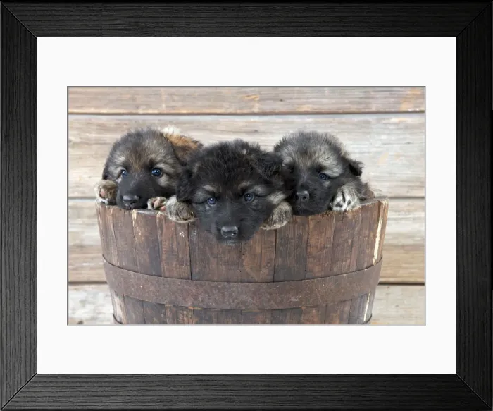 Framed Print : DOG - German shepherd dog - puppies sitting in wooden tub Framed Print : DOG - German shepherd dog - puppies sitting in wooden tub
