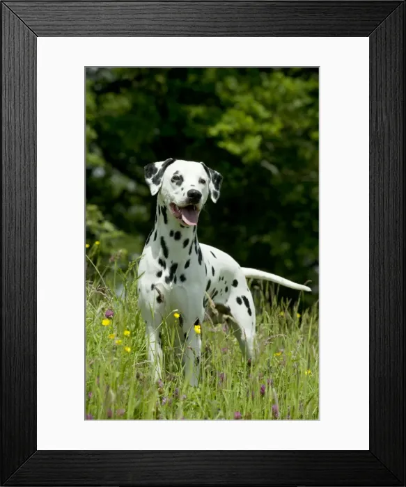 Framed Print : DOG - Dalmatian in long grass