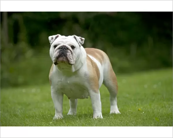 DOG - Bulldog standing in garden