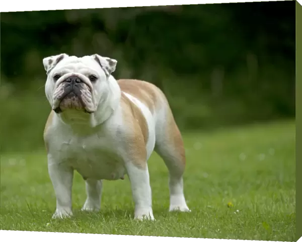 DOG - Bulldog standing in garden