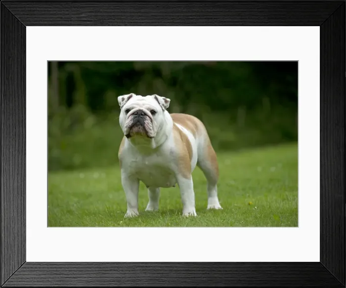 Framed Print : DOG - Bulldog standing in garden Framed Print : DOG - Bulldog standing in garden