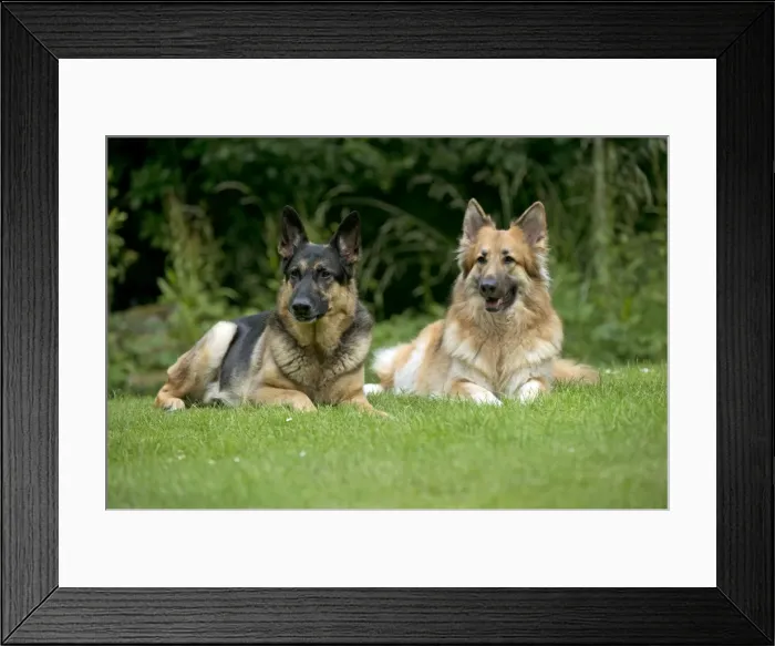Framed Print : DOG - German shepherd dogs - sitting together in garden Framed Print : DOG - German shepherd dogs - sitting together in garden
