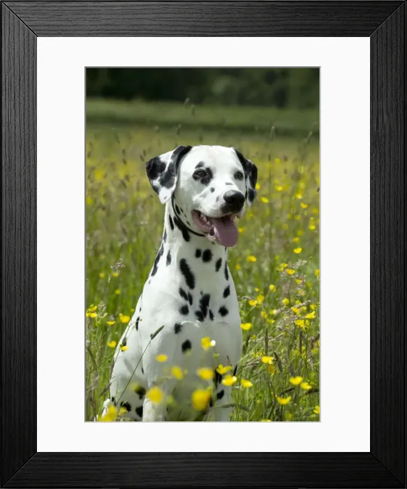 Framed Print : DOG - Dalmatian sitting in buttercup field (head shot) Framed Print : DOG - Dalmatian sitting in buttercup field (head shot)