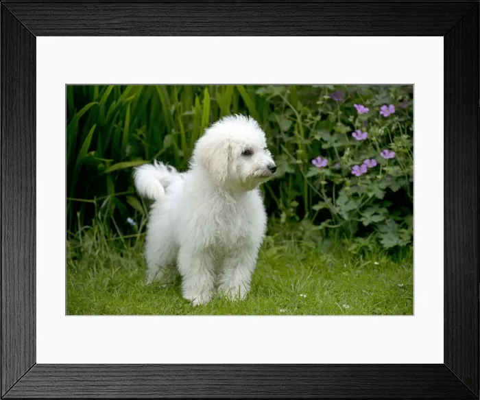 Framed Print : DOG - Bichon frise X poodle standing in garden Framed Print : DOG - Bichon frise X poodle standing in garden