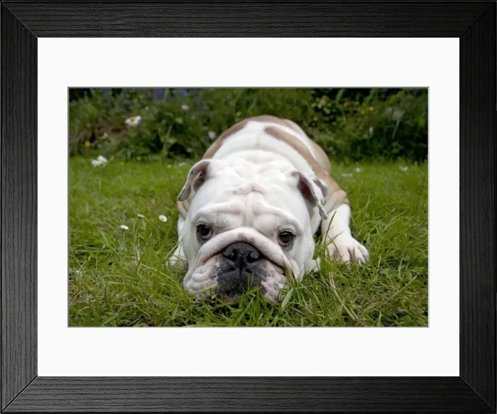 Framed Print : DOG - Bulldog laying in garden Framed Print : DOG - Bulldog laying in garden