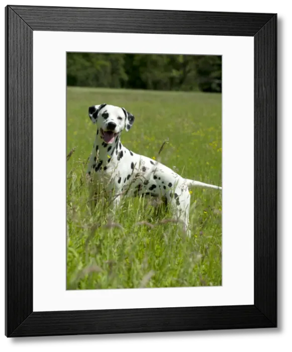 Framed Print : DOG - Dalmatian in long grass Framed Print : DOG - Dalmatian in long grass