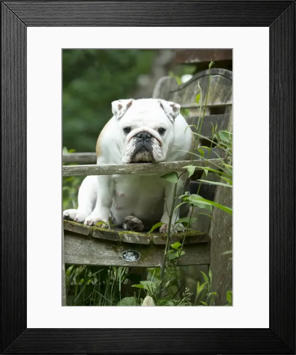 Framed Print : DOG - Bulldog sitting on garden bench Framed Print : DOG - Bulldog sitting on garden bench