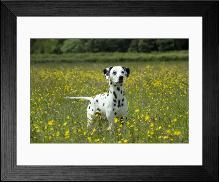 Framed Print : DOG - Dalmatian standing in buttercup field Framed Print : DOG - Dalmatian standing in buttercup field