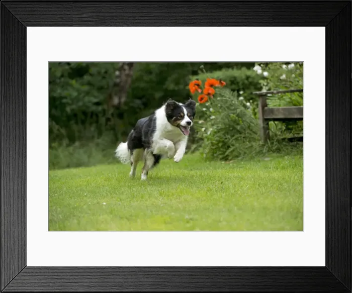 Framed Print : DOG. Border collie running through the garden Framed Print : DOG. Border collie running through the garden
