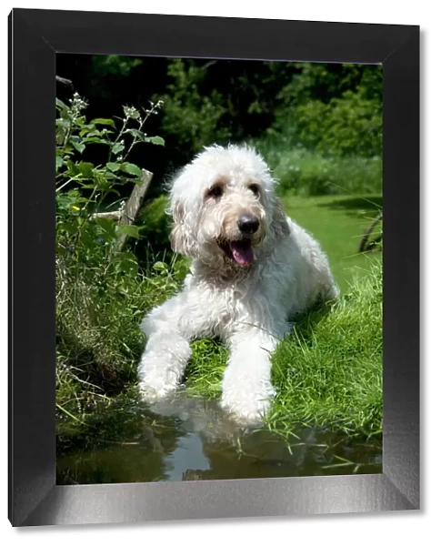 DOG - Goldendoodle standing at the edge of a pond