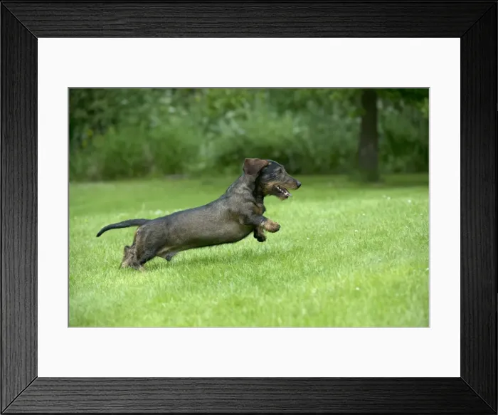 Framed Print : DOG - Standard wire haired dachshund - running through garden Framed Print : DOG - Standard wire haired dachshund - running through garden