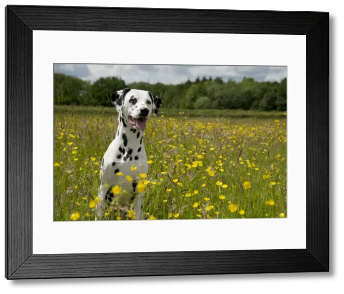 Framed Print : DOG - Dalmatian sitting in buttercup field Framed Print : DOG - Dalmatian sitting in buttercup field