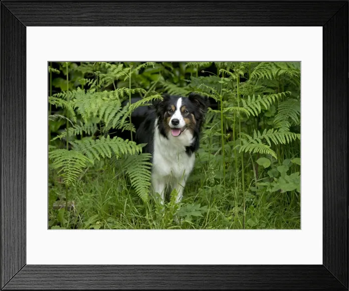 Framed Print : DOG - Border collie standing in bracken Framed Print : DOG - Border collie standing in bracken