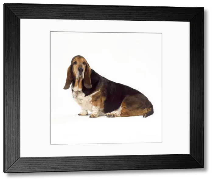 Framed Print : Basset Hound Dog Framed Print : Basset Hound Dog