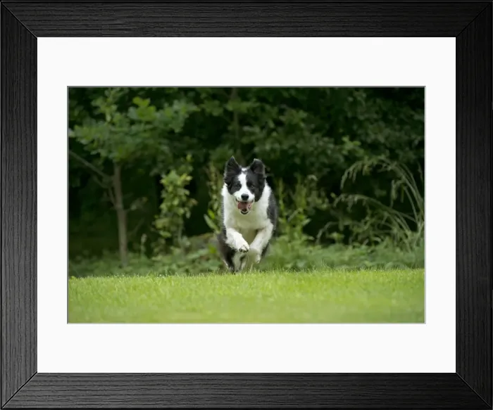 Framed Print : DOG - Border collie running through the garden Framed Print : DOG - Border collie running through the garden
