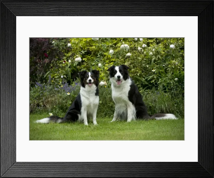 Framed Print : DOG - Border collies sitting in the garden Framed Print : DOG - Border collies sitting in the garden