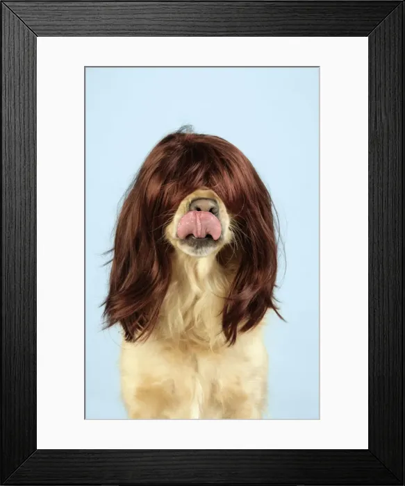 Framed Print : Dog. Golden Retriever wearing wig and necklace